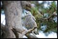 CRW_8653 Bird puffing up